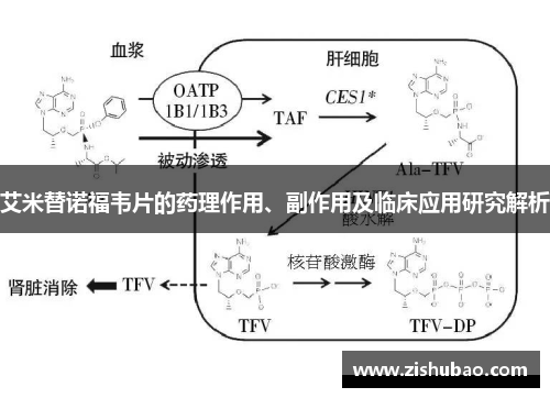 艾米替诺福韦片的药理作用、副作用及临床应用研究解析