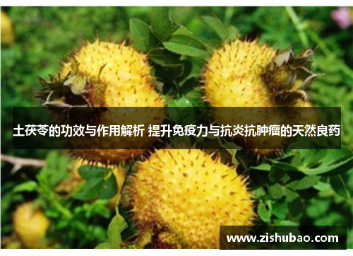 土茯苓的功效与作用解析 提升免疫力与抗炎抗肿瘤的天然良药